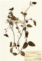 藏品(蛇根草屬)的圖片